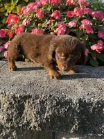 Daisy, a female Miniature Dachshund for sale in Allenwood, PA – 3 of 7