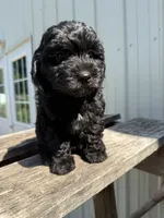 Tilly, a female Cavapoo for sale in Allenwood, PA – 3 of 4