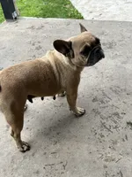 Savannah, a female French Bulldog for sale in Allenwood, PA – 4 of 4