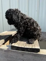 Tanner, a male Cavapoo for sale in Allenwood, PA – 3 of 3