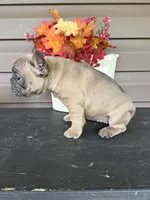 Savannah, a female French Bulldog for sale in Allenwood, PA – 2 of 4