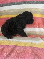 Chubby, a male Cockapoo for sale in Allenwood, PA – 2 of 3