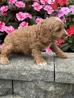 Max, a male Cockapoo for sale in Allenwood, PA – 2 of 4