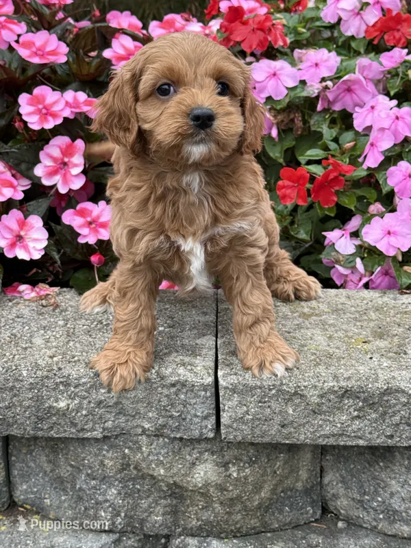 Matthew – Cockapoo puppy for sale in Allenwood, PA