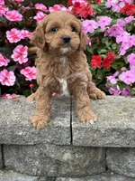 Matthew, a male Cockapoo for sale in Allenwood, PA – 1 of 3