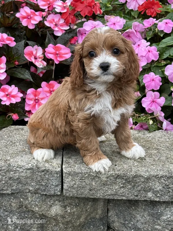 Mary – Cockapoo puppy for sale in Allenwood, PA