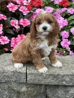 Mary, a female Cockapoo for sale in Allenwood, PA – 1 of 3