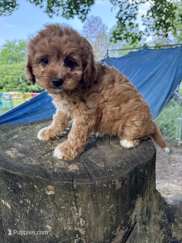 Chloe – Cavapoo puppy for sale in Allenwood, PA