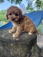 Chloe, a female Cavapoo for sale in Allenwood, PA – 1 of 4