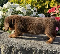 Daisy, a female Miniature Dachshund for sale in Allenwood, PA – 5 of 7