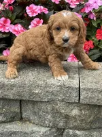 Max, a male Cockapoo for sale in Allenwood, PA – 4 of 4