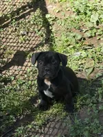 Ferdinand , a male French Bulldog for sale in Allenwood, PA – 3 of 3