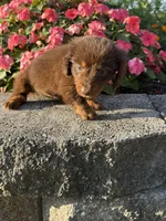 Daisy, a female Miniature Dachshund for sale in Allenwood, PA – 4 of 7