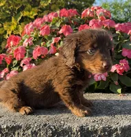 Daisy, a female Miniature Dachshund for sale in Allenwood, PA – 2 of 7