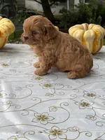 Corey, a male Cavapoo for sale in Allenwood, PA – 1 of 3