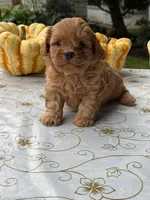 Corey, a male Cavapoo for sale in Allenwood, PA – 2 of 3