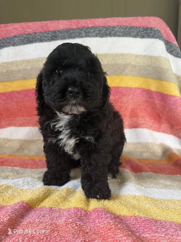 Chubby – Cockapoo puppy for sale in Allenwood, PA
