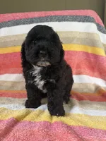 Chubby, a male Cockapoo for sale in Allenwood, PA – 1 of 3