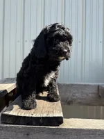 Tanner, a male Cavapoo for sale in Allenwood, PA – 2 of 3