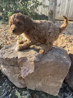 Jack, a male Cockapoo for sale in Allenwood, PA – 3 of 3