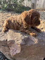 Jake, a male Cockapoo for sale in Allenwood, PA – 3 of 3