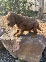 Jake, a male Cockapoo for sale in Allenwood, PA – 2 of 3