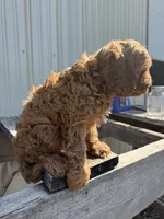 Timmie, a male Cavapoo for sale in Allenwood, PA – 2 of 3
