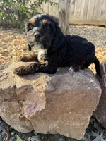 Jackie, a female Cockapoo for sale in Allenwood, PA – 2 of 3