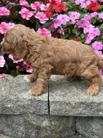 Max, a male Cockapoo for sale in Allenwood, PA – 3 of 4