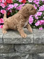 Matthew, a male Cockapoo for sale in Allenwood, PA – 2 of 3