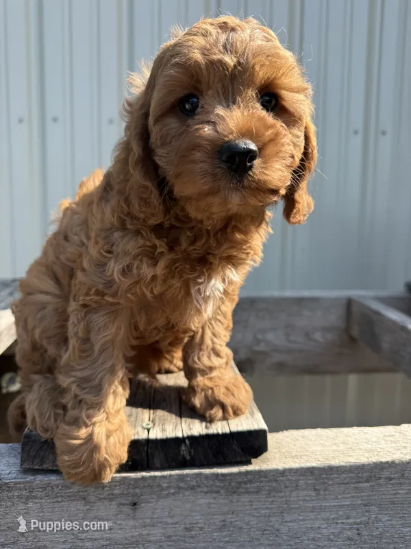 Timmie – Cavapoo puppy for sale in Allenwood, PA