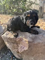 Jackie, a female Cockapoo for sale in Allenwood, PA – 3 of 3