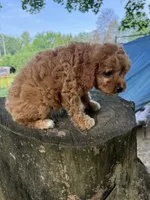 Chloe, a female Cavapoo for sale in Allenwood, PA – 3 of 4