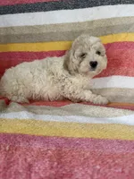 Callie, a female Cockapoo for sale in Allenwood, PA – 3 of 3