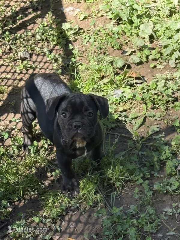 Ferdinand  – French Bulldog puppy for sale in Allenwood, PA
