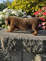 Daisy, a female Miniature Dachshund for sale in Allenwood, PA – 6 of 7