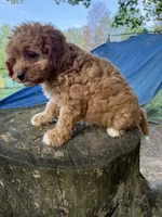 Chloe, a female Cavapoo for sale in Allenwood, PA – 4 of 4