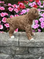 Mark, a male Cockapoo for sale in Allenwood, PA – 2 of 3