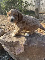 Johnny, a male Cockapoo for sale in Allenwood, PA – 3 of 3
