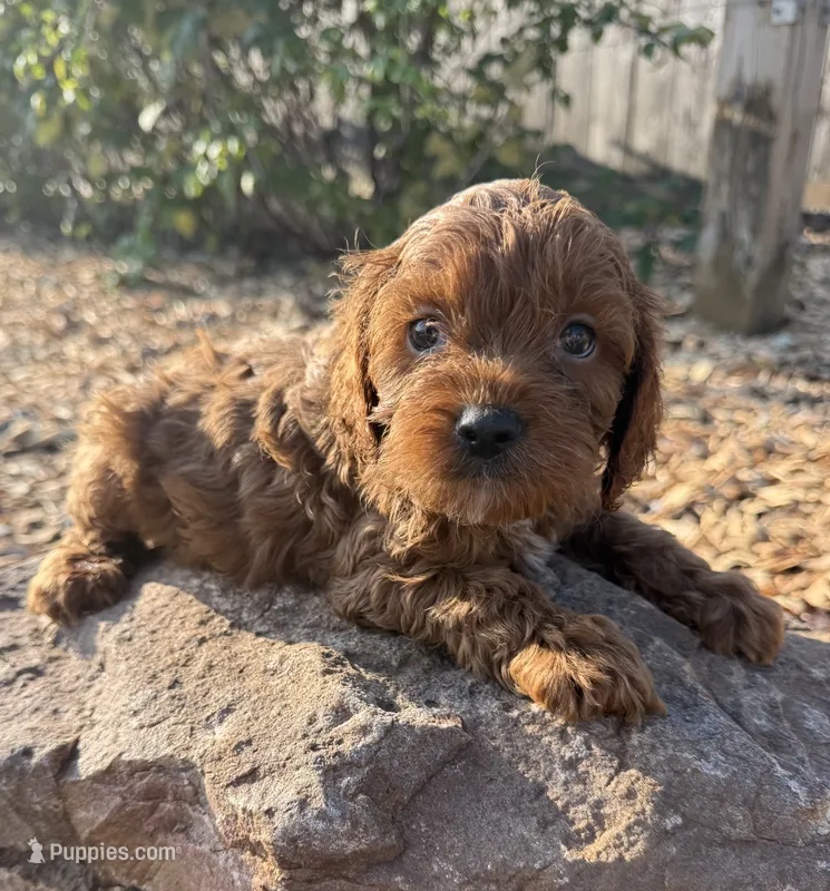 Jake – Cockapoo puppy for sale in Allenwood, PA