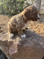 Johnny, a male Cockapoo for sale in Allenwood, PA – 2 of 3