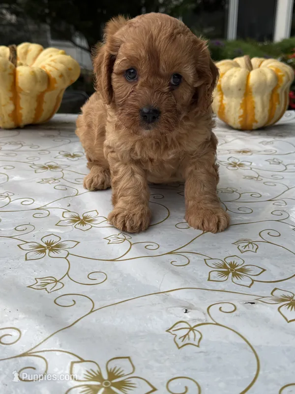 Charlie – Cavapoo puppy for sale in Allenwood, PA