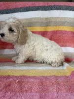 Callie, a female Cockapoo for sale in Allenwood, PA – 2 of 3