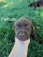 SweetGirl , a female Labrador Retriever for sale in Wilton, CA – 2 of 8