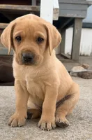 Moose, a male Labrador Retriever for sale in Wilton, CA – 1 of 10