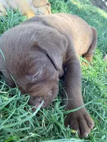 SweetGirl , a female Labrador Retriever for sale in Wilton, CA – 6 of 8
