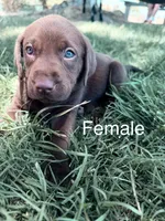 Moose, a male Labrador Retriever for sale in Wilton, CA – 2 of 10