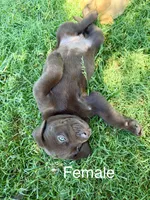 SweetGirl , a female Labrador Retriever for sale in Wilton, CA – 7 of 8