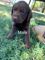Moose, a male Labrador Retriever for sale in Wilton, CA – 8 of 10