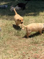 Moose, a male Labrador Retriever for sale in Wilton, CA – 7 of 10